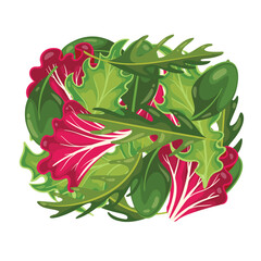 Wall Mural - Fresh leaves for salad vector illustration. Cartoon isolated top view of different spring purple and green leaf vegetable, assorted mix of arugula and spinach, radicchio and basil, lettuce leaves