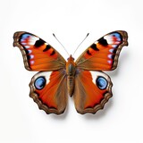 Fototapeta Motyle - Peacock butterfly
