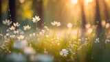 Fototapeta  - dream fantasy soft focus sunset field landscape of white flowers and grass meadow warm golden hour sunset sunrise time bokeh tranquil spring summer nature closeup abstract blurred forest background