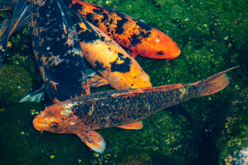 Wall Mural - carp fish in aquarium