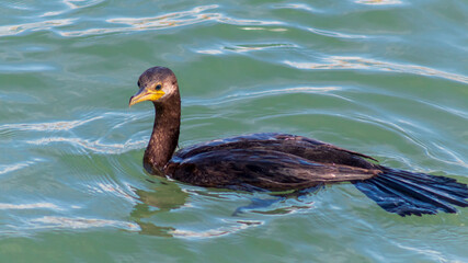 Wall Mural - Neotropic Cormorant in the water