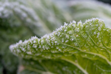 Frost On A Cabbage.