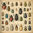 Page of an antique retro book of insect beetles identification book, drawing engraving style