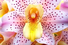 Pink White Phalaenopsis Orchid Polka Dots Flowers, Close Up