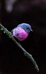 Canvas Print - Closeup of a cute pink robin on a thin branch