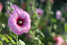 Closeup Shot Of A Delicate Pink Hollyhock Flower, With Green Garden In The Background On A Sunny Day