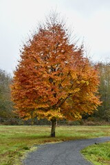 Wall Mural - Autumn park pathway with colourful fall tree leaves in landscaped urban natural setting