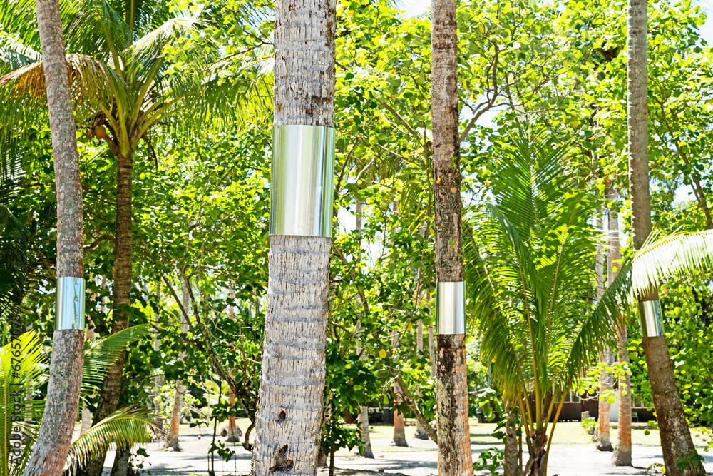 Coconut trees on the island of Raiatea in French Polynesia have metal bands around their trunks to prevent rats from climbing the trees and eating the fruits.