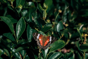 Closeup of a beautiful brown Lepidoptera perched on a plant