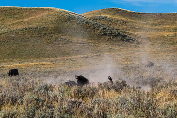 Wall Mural - Bison wallow in dirt in Yellowstone National Park