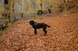 Black Labrador in the autumn wood in Abruzzo, Italy, happy dog with harness.