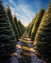 Snowy Path Between Rows Of Christmas Trees On A Farm. Winter Scene Of A Fir Tree Plantation With A Clear Blue Sky. Tranquil Christmas Tree Farm With Snow-covered Ground Under Soft Sunlight.