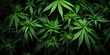The lush green leaves of the cannabis plant fan out, vibrant and full of life