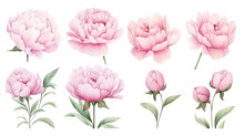 Set Of Pink Peonies Flower , Watercolor Collection Of Hand Drawn Flowers, Png