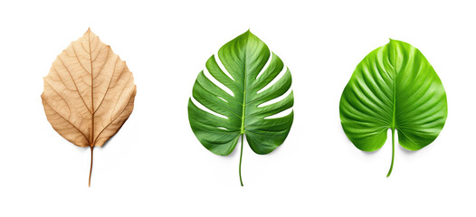 set of exotic big leaf green interior home plant for decoration and different foliage leaves and petals closeups cotout isolated on transparent png background