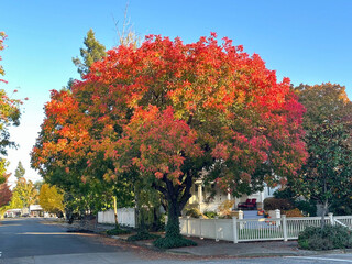 A large Chinese Pistachio is turning red in the autumn. It is planted in a parkway between the street and a house with a white fence. There is a blue sky in the background