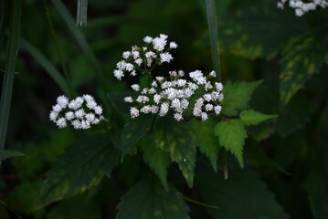 Poster - White snake root (Ageratina altissima) flowers.
Asteraceae perennial toxic plants. Small cylindrical flowers bloom in autumn, and after flowering, fluffy seeds are blown away by the wind.