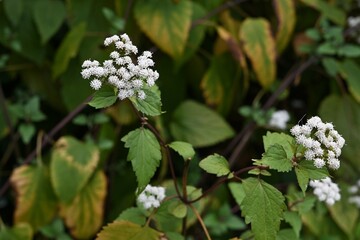 Canvas Print - White snake root (Ageratina altissima) flowers.
Asteraceae perennial toxic plants. Small cylindrical flowers bloom in autumn, and after flowering, fluffy seeds are blown away by the wind.