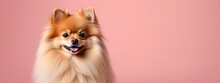 Studio Portraits Of A Funny Pomeranian Spitz Dog On A Plain And Colored Background. Creative Animal Concept, Dog On A Uniform Background For Design And Advertising.