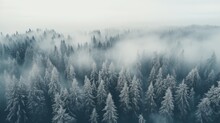 View From Above Of Winter Fir Tree Foggy Forest With Snow Background.