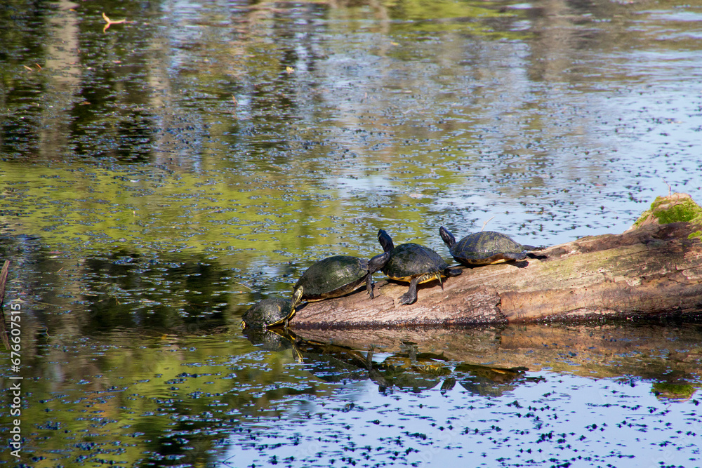 Turtles Enjoying Their Boggy Habitat