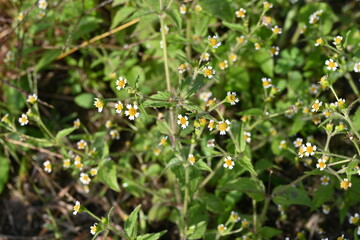 Canvas Print - Hairy galinsoga / Shaggy soldier (Galinsoga quadriradiata) flowers. Asteraceae annual plants. Flowers are white rays and many yellow tubular flowers.