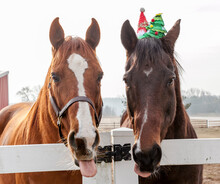 Close-up Of Two Horses, One With Christmas Hats On, With Their Tongues Out. 