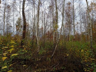 Beautiful birch grove with straight rhythmic trees in autumn. Autumn forest landscape. Rest and a walk in the fresh air.