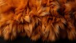 © PicTCoral - Adorable Wild Red Fox Fluffy, Desktop Wallpaper Backgrounds, Background HD For Designer
