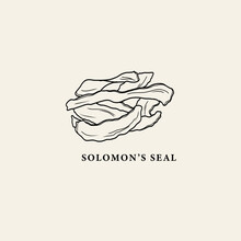 Line Art Solomon's Seal Illustration
