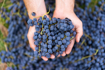 Wall Mural - Blue grapes. Wine grapes background. Farmers hands with freshly harvested black grapes