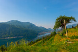 Fototapeta Na ścianę - Vineyard with Mountain View and Lake Lugano in Morcote, Ticino, Switzerland.