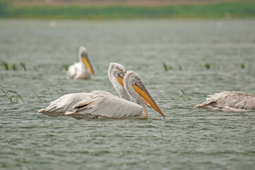 Wall Mural - Dalmatian Pelican (Pelecanus crispus) swimming in Lake Manyas.