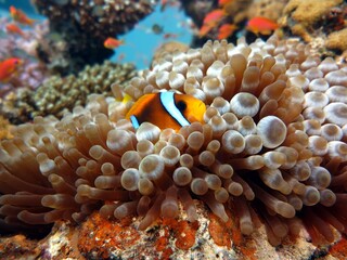 Sticker - red sea clown fish