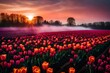 Tulip field during sunrise, the field has red and pink tulips, the sky is filled with clouds which look pinkish purple by the sun. The sky itself is orange and pink. A part of the field is covered in 