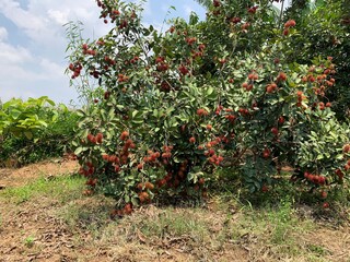 The rambutan fruit is ripe, there are so many of them that they touch the ground.