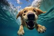 Golden retriever swimming in the pool, underwater shot of swimming puppy, close-up of pet dog swimming
