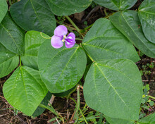 Closeup View Of Vigna Unguiculata Aka Cowpea Leaves And Purple Flower Outdoors In Tropical Field