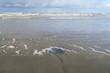 Wellen der Flut umspülen eine am Strand von Schiermonnikoog angeschwemmte Qualle 
