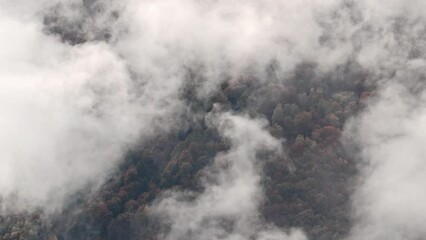 Poster - Autumn forest wrapped by clouds and fog