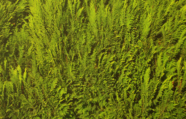 The texture of many branches of green coniferous tree in daylight