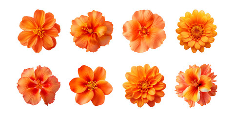Canvas Print - Collection of various orange flowers isolated on a transparent background