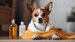 © Ilia - Dog or puppy at spa procedures at beauty salon. Dog in towel after bath, haircut grooming, massage and manicure, with bottles and jars of pet cosmetics.