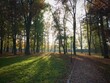 © Wojciech Piejko - A path in the park among the trees.