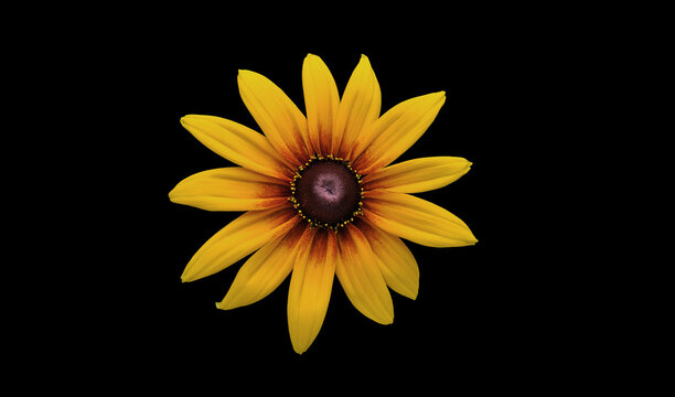 echinacea 'parrot' coneflower/ echinacea 'funky yellow' flower ring. cut out. single vibrant flower 