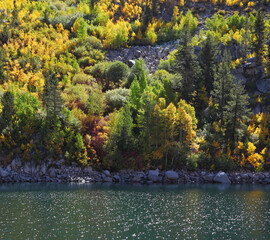 Poster -  Wood on the bank of mountain lake