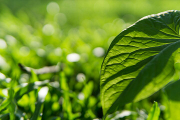 Wall Mural - Green leaves pattern background, Closeup nature of fresh green leaf background.