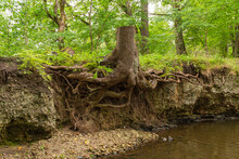 A Tree Stump And Exposed Tree Roots On The Edge Of A Cliff In The Middle Of A Forest