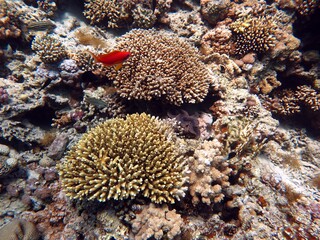 Sticker - red sea fish and coral reef