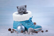 Gray British kitten sits in a boot with Christmas decorations